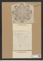 Aulacodiscus angulatus Grev. (de-Toni-Nr.: Genus 182, Species 4505) Zeichnungen Sammlung Grunow Nr. 8072 (NHMW-BOT-W0377398)